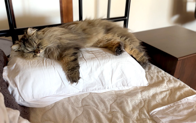 かーさんの枕大好きな保護猫カイ
