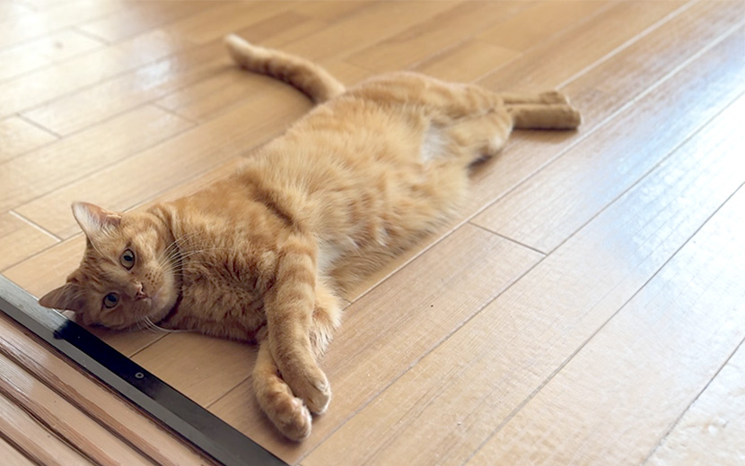 大きくて優しい保護猫こむぎ