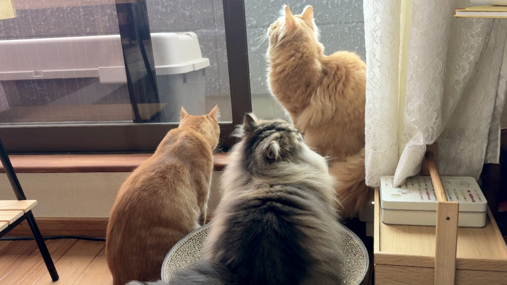 3匹の保護猫と暮らす部屋の条件