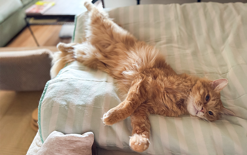 ひんやりシートの上で寝起きの保護猫きなこ